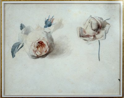 薔薇の習作 水彩画 ピエール・ジョセフ・ルード（1759-1840） 19世紀 マルメゾン、ミュゼ・デュ・シャトー。 作： Pierre Joseph Redouté