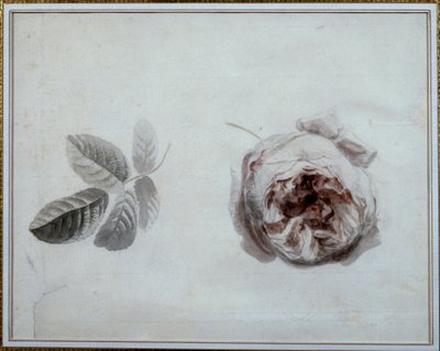 薔薇の調べ 水彩画 ピエール・ジョセフ・ルード（1759-1840） 19世紀 マルメゾン、ミュゼ・デュ・シャトー。 作： Pierre Joseph Redouté
