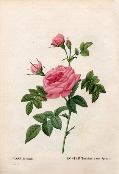 とげのないバラ、Rosa francofurtana品種、Rosier turbine sans thorn。ピエール・ジョセフ・ルドゥーテの「Les Roses」（パリ）より、手彩色のスティプル銅版画 作： Pierre Joseph Redouté