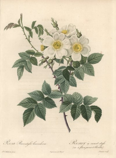黄色と白の花を咲かせるヴァリエーション、ラングロワ・シャルランの「オー・フォルテ」、ピエール・ジョセフ・ルドゥー（1759-1840）の挿絵、『Les Roses』からの抜粋。 作： Pierre Joseph Redouté