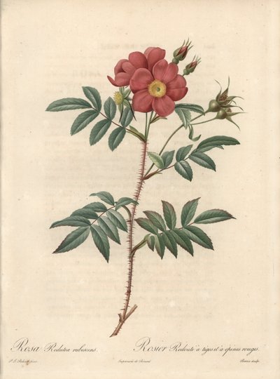 Rosier brillant - Eau forte de Bessin」は、ピエール・ジョセフ・ルドゥー（1759-1840）が描いた「Les Roses」のイラストが元になっています。 作： Pierre Joseph Redouté