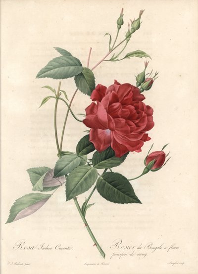 Rosier de Chine - 『Les Roses』のPierre Joseph Redoute (1759-1840)の挿絵をもとにしたラングロワのエッチング作品。 作： Pierre Joseph Redouté
