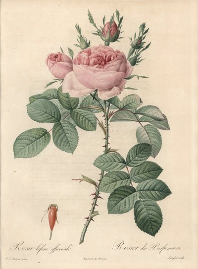 ダマスカス・ローズ - 「Les Roses」に掲載されているピエール・ジョセフ・ルドゥーテ（1759-1840）のイラストをもとにラングロワがエッチングしたもの。 作： Pierre Joseph Redouté