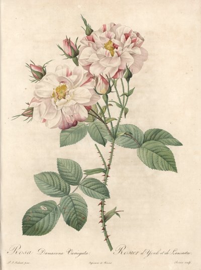 Rosier de Damascus, variete York and Lancaster - Eau forte de Bessin, Pierre Joseph Redoute (1759-1840) のイラスト、『Les Roses』より。 作： Pierre Joseph Redouté