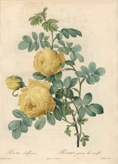 Rosier des Turks - Eau forte de Langlois（『Les Roses』に収録されているPierre Joseph Redoute（1759-1840）のイラストを基にした作品 作： Pierre Joseph Redouté