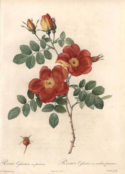 Rosier fetide or bramble of Austria - Eau forte de Coutan, based on an illustration by Pierre Joseph Redoute (1759-1840), from Les Roses 作： Pierre Joseph Redouté