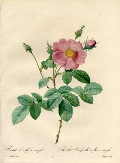 Rosier hundred leaves with simple flowers - Eau forte de Chapuy, Pierre Joseph Redoute (1759-1840) によるイラスト、『Les Roses』より。 作： Pierre Joseph Redouté