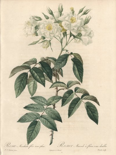 八重の花をつけたロジエ・ムスク - 『薔薇の花』から抜粋したピエール・ジョセフ・ルドゥーテ（1759-1840）の挿絵をもとにシャルランがエッチングしたもの。 作： Pierre Joseph Redouté