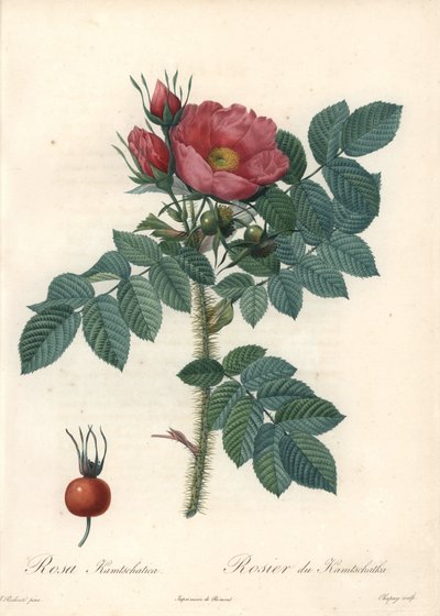 ピエール・ジョセフ・ルドゥーテ（1759-1840）が描いたイラスト、『Les Roses』より「Eau forte de Chapuy 作： Pierre Joseph Redouté
