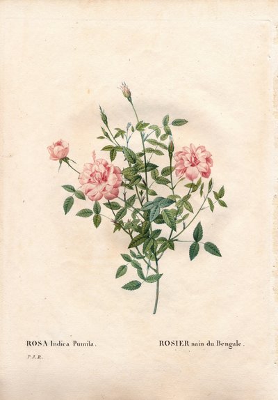 Rouletii rose, Rosa chinensis var. minima Rouletii, Bengal dwarf rose.ピエール・ジョセフ・ルドゥーテ著「パリの薔薇」より、手彩色のスティプル銅版画 作： Pierre Joseph Redouté