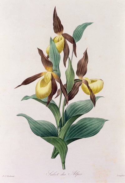 Sabot des Alpes (カラー彫刻) 作： Pierre Joseph Redouté