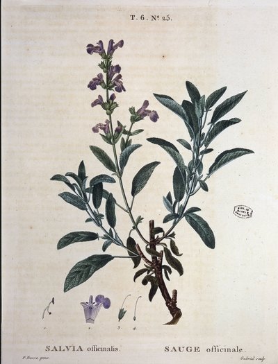Sage officinale - "Nouveau Duhamel ou traité des arbres et shrustes que le crove en France "の中で、P.J. RedoutéとP.が描いています。ベッサ、パリ 作： Pierre Joseph Redouté