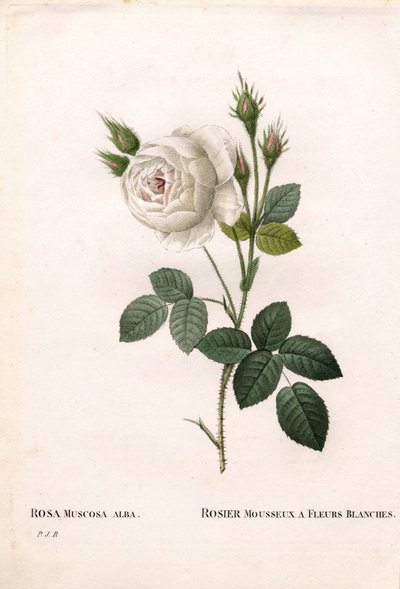 白い花を咲かせるスパークリングローズ、Rosa centifolia var.ピエール・ジョセフ・ルドゥーテの「Les Roses」（パリ）に掲載された手彩色のスティップル銅版画 作： Pierre Joseph Redouté