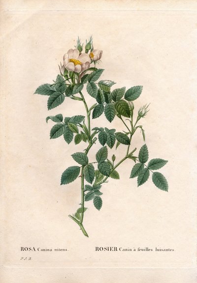 光沢のある葉を持つイヌバラ（Rosa canina variety, Canine rose with shiny leaves）。ピエール・ジョセフ・ルドゥーテの『Les Roses』（パリ）に掲載された手彩色のスティプル銅版画 作： Pierre Joseph Redouté