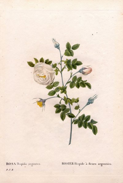銀色の花をつけたバラのヒサカキ、Rosa tomentosaの品種、銀色の花をつけたピンクのバラ。ピエール・ジョセフ・ルドゥーテの「Les Roses」（パリ）より、手彩色のスティップル銅版画 作： Pierre Joseph Redouté