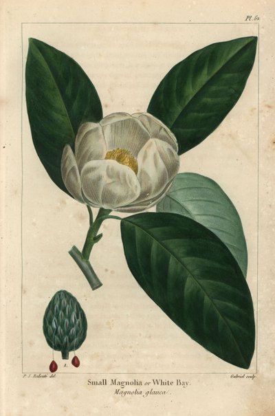 小さなモクレンの木（ホワイトベイ）Magnolia glauca（彫刻作品 作： Pierre Joseph Redouté
