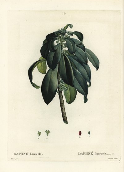 Spurge laurel, Daphne laureola.パリで出版されたHenri Louis Duhamel du Moncelの『Treat des Trees et Shrustes』に掲載されたPierre-Joseph RedouteのイラストをもとにTassaertが描いた手彩色のスティプル・エングレーヴィング。 作： Pierre Joseph Redouté