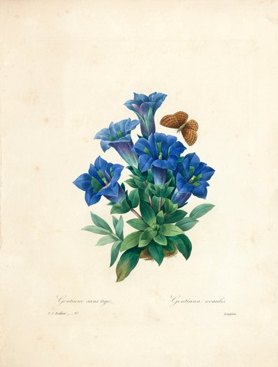 「最も美しい花と最も美しい果実の選択」、Vol。 II、1827-33 作： Pierre Joseph Redouté