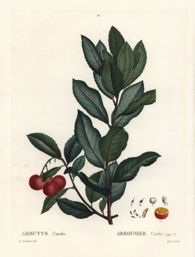 イチゴの木（Arbutus unedo）。パリのHenri Louis Duhamel du Monceauの『Treat des Arbres et Shrustes』に掲載されたPierre-Joseph Redouteのイラストをもとにした手彩色のスティプル・エングレーヴィング。 作： Pierre Joseph Redouté
