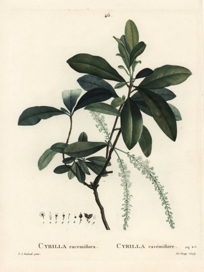 沼地のシリーラ（Cyrilla racemiflora）。パリで出版されたHenri Louis Duhamel du Moncelの『Treat des Arbres et Shrustes』に掲載されたPierre-Joseph Redouteのイラストをもとに、De Gouyが手彩色のスティプル・エングレーヴィングを施したもの。 作： Pierre Joseph Redouté