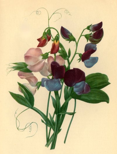 「スイートピー: Lathyrusodoratus」、1827年、1946年。 作： Pierre Joseph Redouté