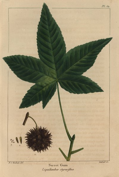 甘いゴムの木、Liquidambar styraciflua（彫刻 作： Pierre Joseph Redouté