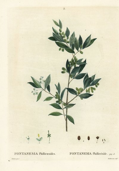 シリアン・プライベット（Fontanesia phillyreoides）。パリのHenri Louis Duhamel du Moncelの『Treat des Arbres et Shrustes』に掲載されたPierre-Joseph Redouteのイラストをもとに、Du Ruisseauが手彩色で描いたスティップル・エングレーヴィング。 作： Pierre Joseph Redouté