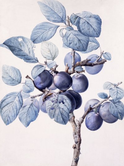 葉にスズメバチ飲料水が入った梅の木の実の枝、 作： Pierre Joseph Redouté