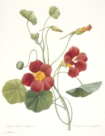 Tropaeolum majus（ガーデンナスタチウム）、1827 作： Pierre Joseph Redouté