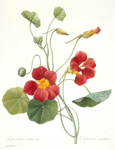 Tropaeolum majus Garden Nasturtium、1827年。 作： Pierre Joseph Redouté