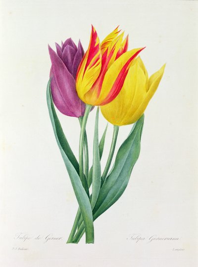 Tulipa Gesneriana (カラー彫刻) 作： Pierre Joseph Redouté