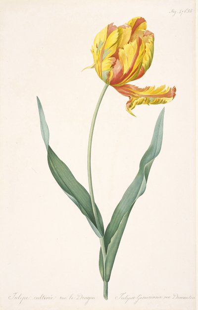Tulipa Gesneriana var. ドラゴンのオウム チューリップ、1816 年。 作： Pierre Joseph Redouté