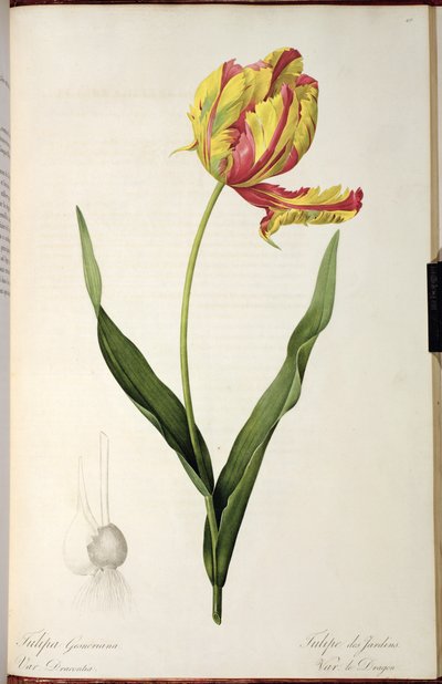 Tulipa gesneriana dracontia、「Les Liliacees」より。 作： Pierre Joseph Redouté