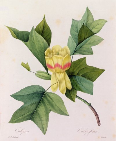 Tulipifera (カラー彫刻) 作： Pierre Joseph Redouté