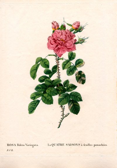 変色したフォーシーズンズピンク（Rosa damascena var. bifera）。ピエール・ジョセフ・ルドゥーテの「Les Roses」（パリ）に掲載された手彩色のスティプル銅版画 作： Pierre Joseph Redouté