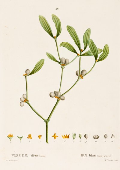 Viscum white L. Mistletoe、c1800-1830。 作： Pierre Joseph Redouté