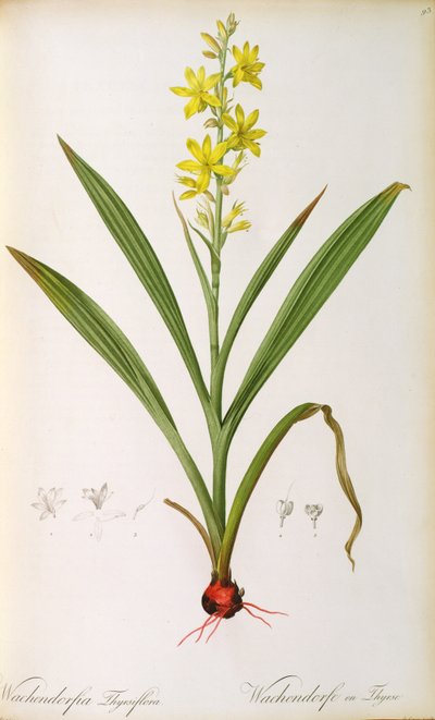 ワチェンドルフィアThyrsiflora、 &39;Les Liliacees&39;、c.1805（カラー彫刻） 作： Pierre Joseph Redouté