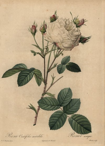 白とピンクのキャベツローズ（Rosa centifolia 作： Pierre Joseph Redouté