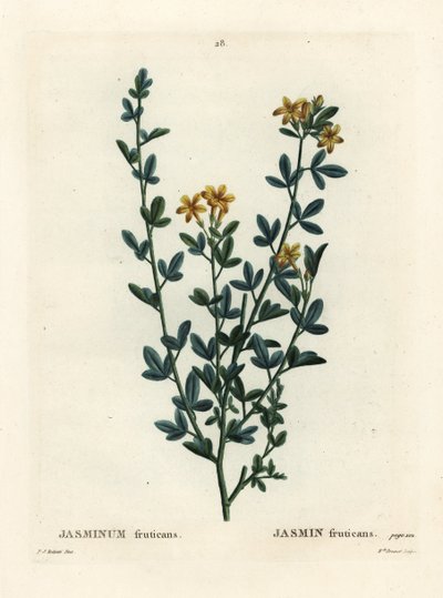 野生のジャスミン（Jasminum fruticans）。パリで出版されたHenri Louis Duhamel du Moncelの『Treat des Arbres et Shrustes』に掲載されたPierre-Joseph Redouteのイラストをもとに、Miss Brenetが手彩色で描いたスティプル・エングレーヴィング。 作： Pierre Joseph Redouté