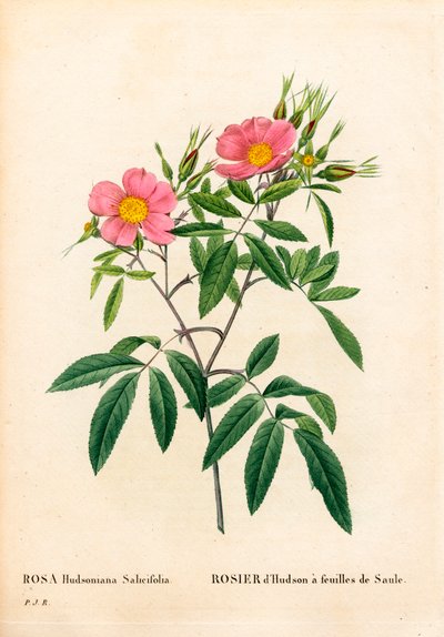 柳葉のピンクマーシュ（Rosa palustris）、柳葉のハドソンローズ（Willow-leaved Hudson rose）。ピエール・ジョセフ・ルドゥーテの「Les Roses」（パリ）より、手彩色のスティプル銅版画 作： Pierre Joseph Redouté