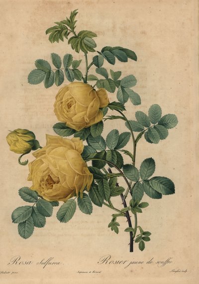 イエロー・サルファー・ローズ（Rosa hemisphaerica）。 作： Pierre Joseph Redouté