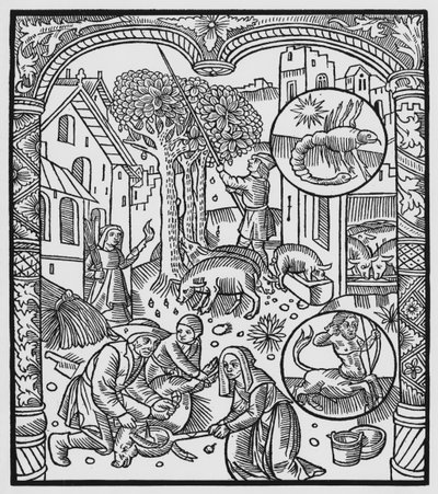 11月、豚を殺し、ドングリ、さそり座を収穫、 &39;Almanach des Bergers&39;からのイラスト、1491年（木版画） 作： Pierre Le Rouge