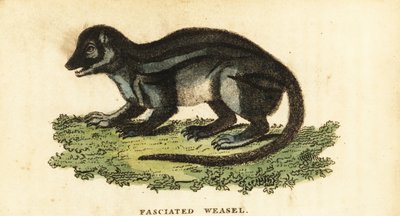 幅広のマダガスカルマングース、Galidictis fasciata。、1800年（彫刻） 作： Pierre Sonnerat
