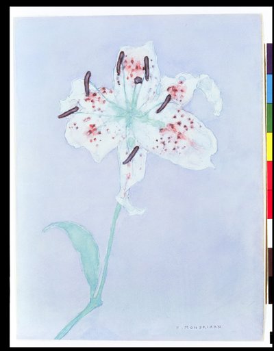 リリー、1921年以降（水彩、鉛筆 作： Piet Mondrian