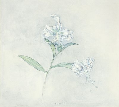 2つの日本のユリ; 2つの日本のユリ 作： Piet Mondrian
