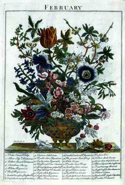 ロバート・ファーバー（c.1674-1756）の「The Flower Garden Displayed」より、2月、ジェームズ・スミスのエングレーヴィング、パブ。1732年（彩色された彫刻）。 作： Pieter (after) Casteels