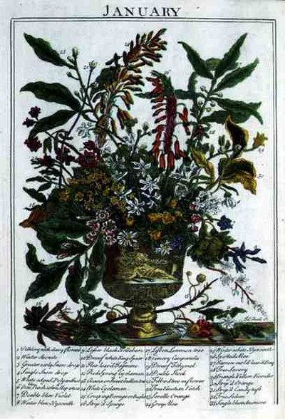 1月、ロバート・ファーバー（c.1674-1756）の「The Flower Garden Displayed」より、ジェームズ・スミスが彫ったもの。1732年（彩色された彫刻）。 作： Pieter (after) Casteels