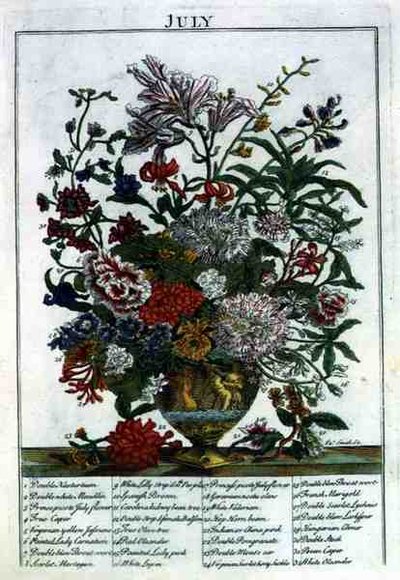 7月、ロバート・ファーバー（c.1674-1756）の「The Flower Garden Displayed」より、ジェームズ・スミスが彫ったもの。1732年（彩色済み彫刻） 作： Pieter (after) Casteels