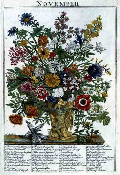 ロバート・ファーバー（c.1674-1756）の「The Flower Garden Displayed」より、11月、ジェームズ・スミスのエングレーヴィング。1732年（彩色済み彫刻） 作： Pieter (after) Casteels