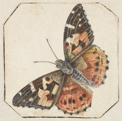 アザミ蝶 (Vanessa cardui) 作： Pieter Barbiers (possibly)